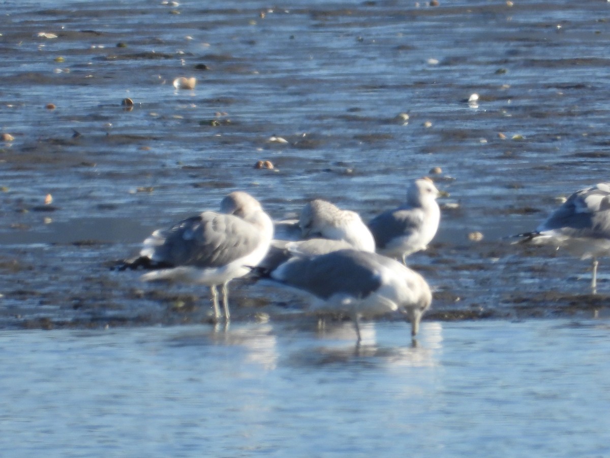 California Gull - ML612510264