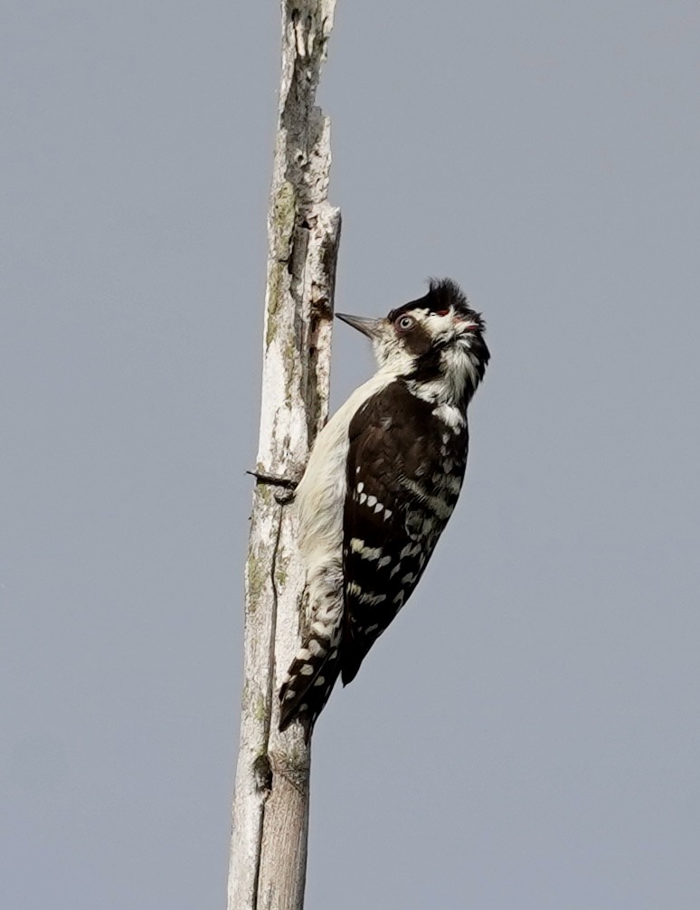Brown-capped Pygmy Woodpecker - Daniel Winzeler