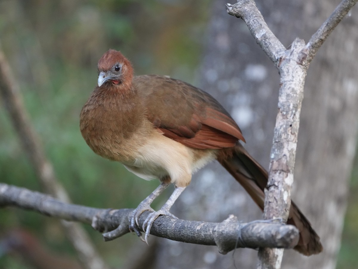 Ortalide à tête rousse - ML612510507