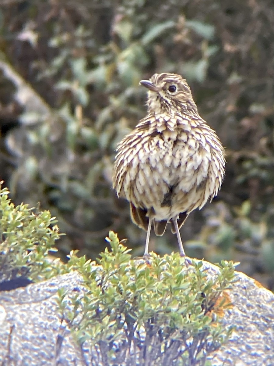 Stripe-headed Antpitta - ML612510539