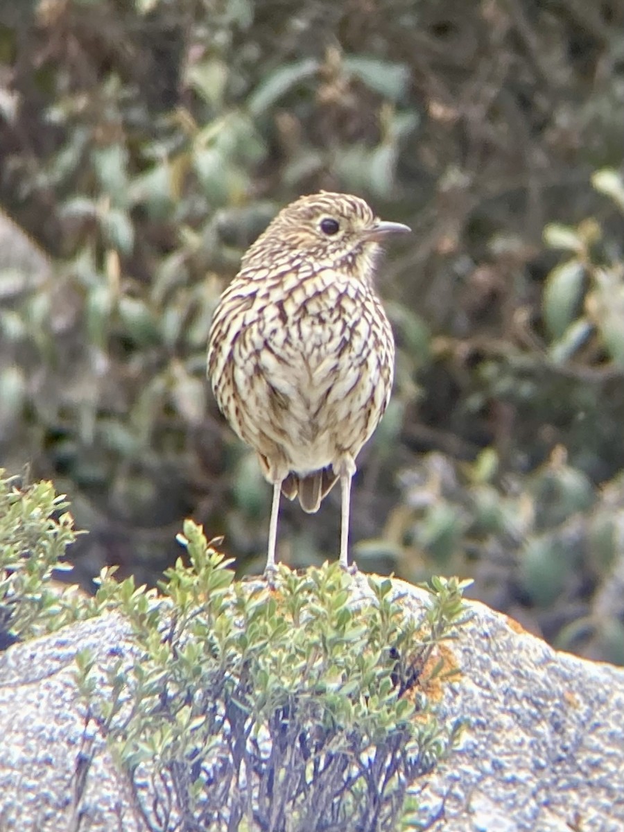 Stripe-headed Antpitta - ML612510540