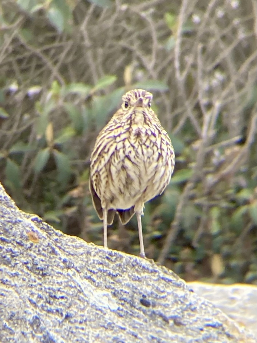 Stripe-headed Antpitta - Jeff Ladderud