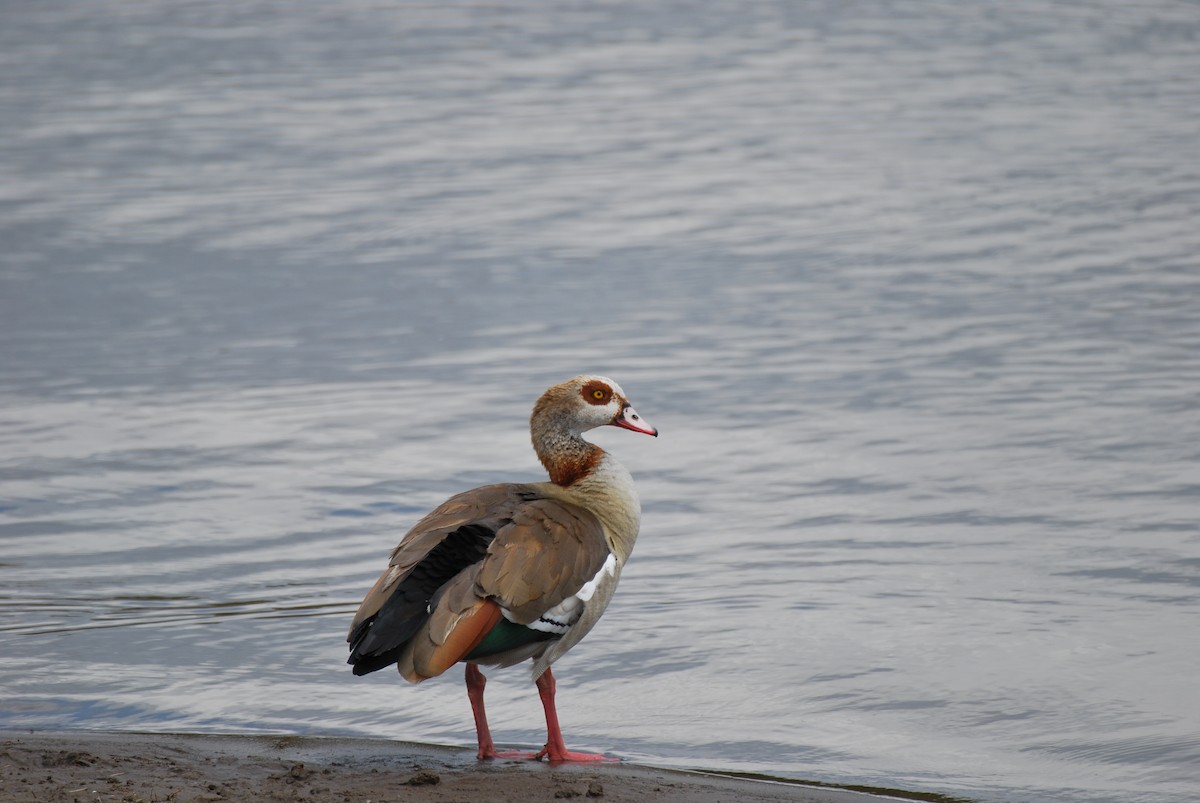 Egyptian Goose - ML612510542