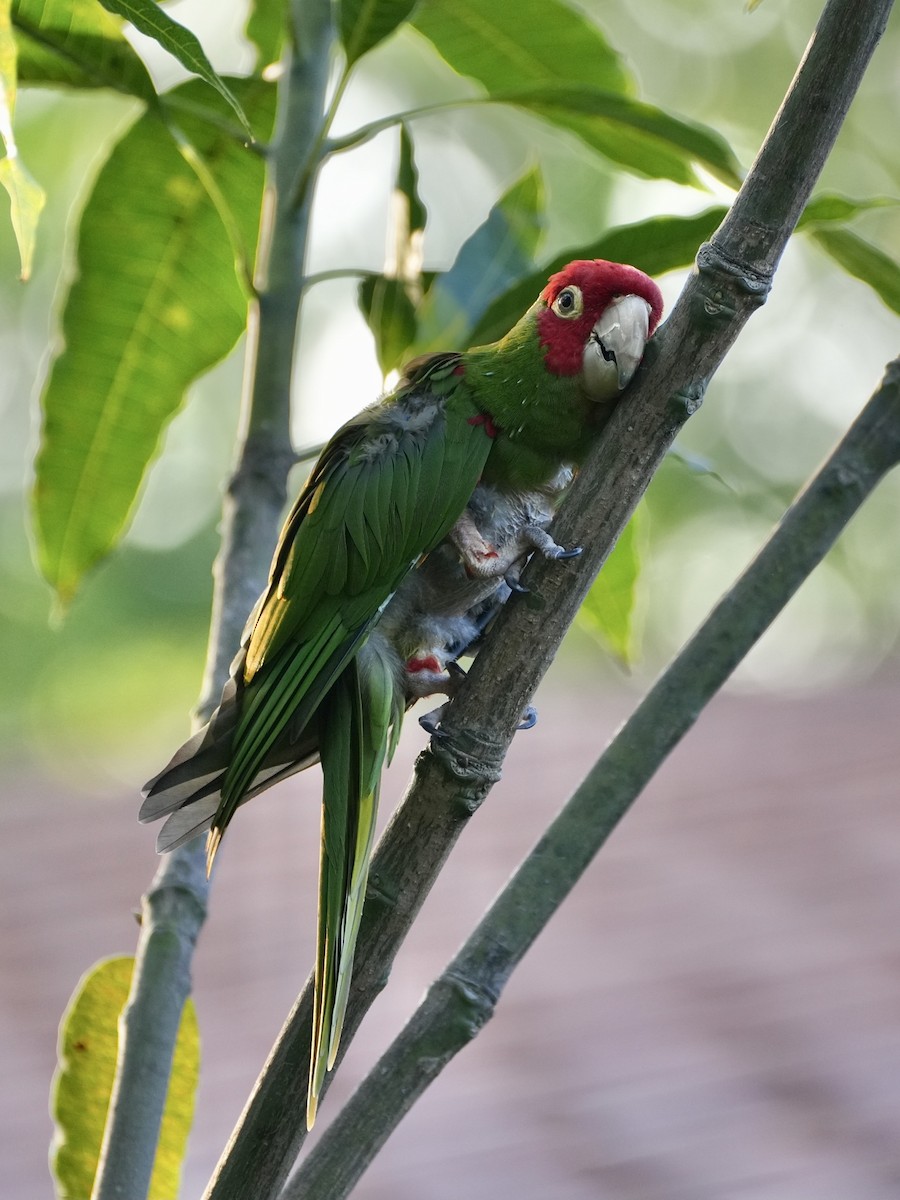 Red-masked Parakeet - ML612510551