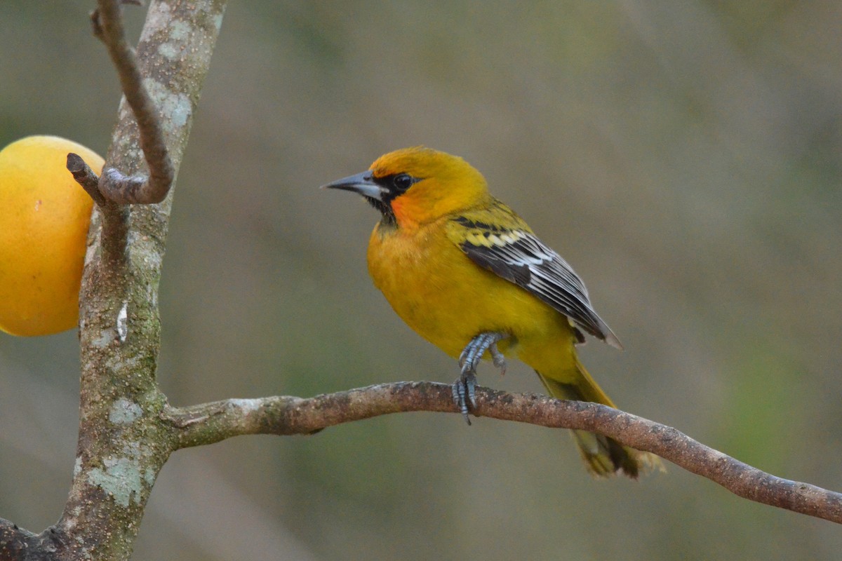 Streak-backed Oriole - Matthew Dickerson