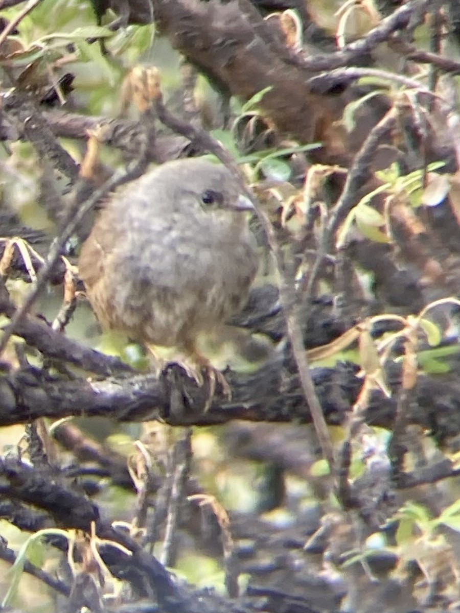 Ancash Tapaculo - ML612510555