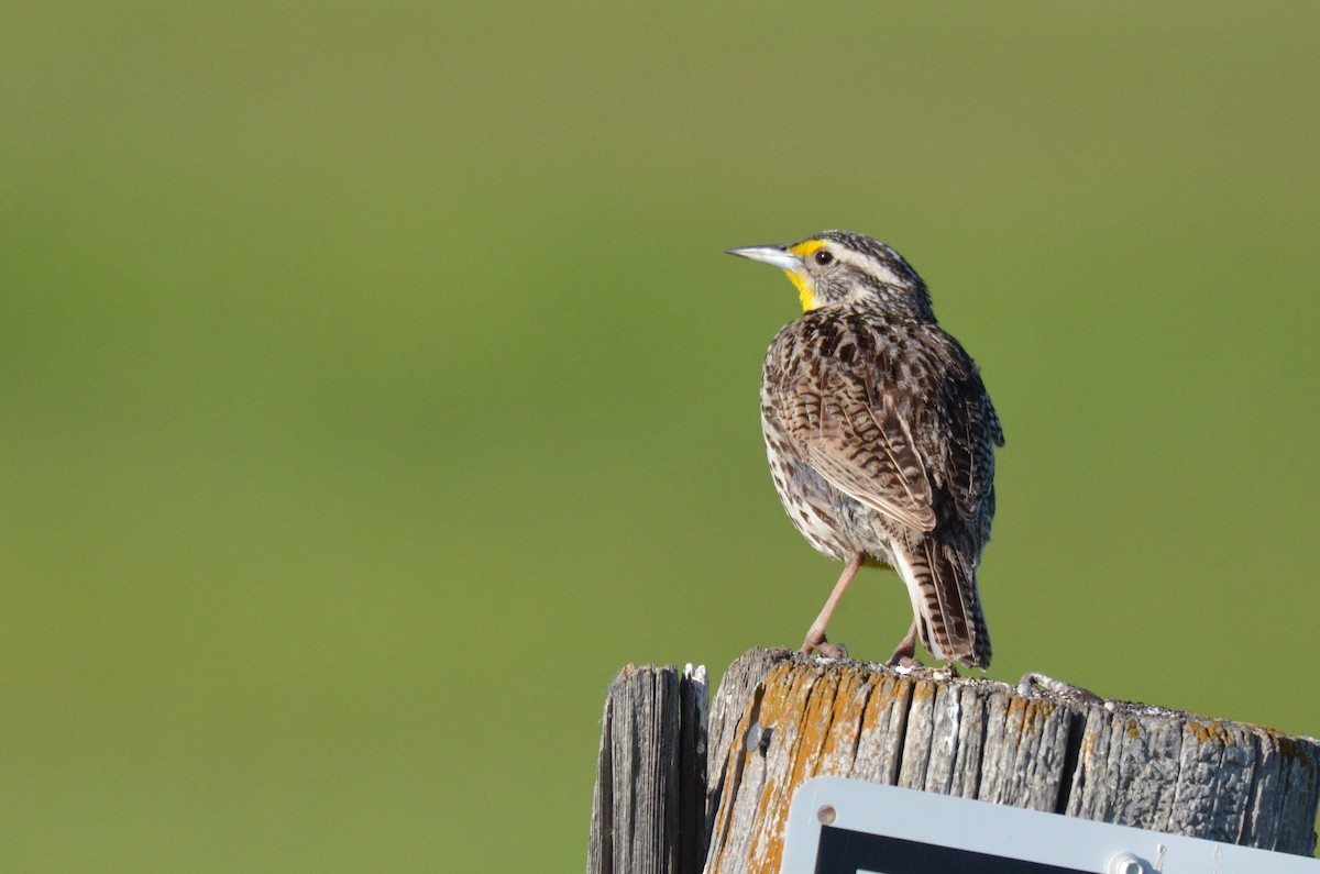 Western Meadowlark - ML612510638