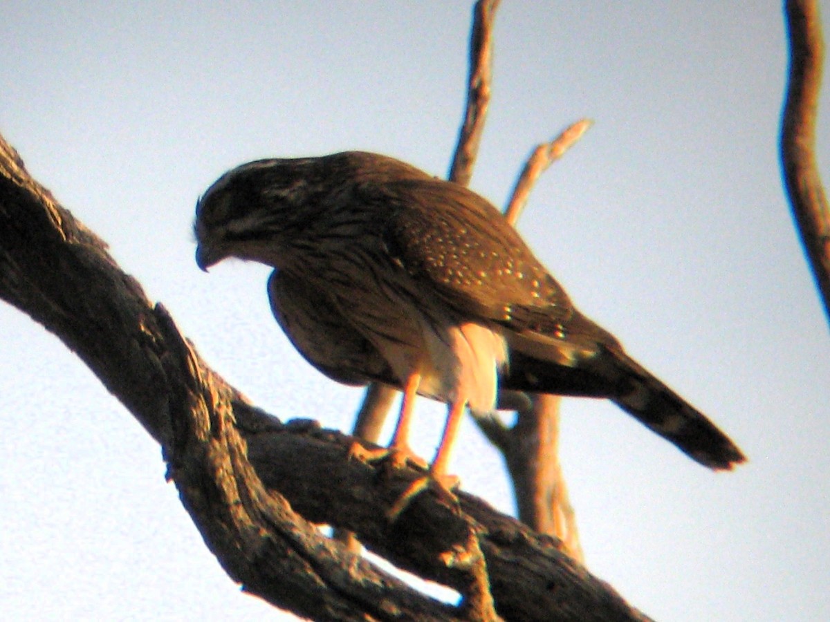 Spot-winged Falconet - Bob Hargis