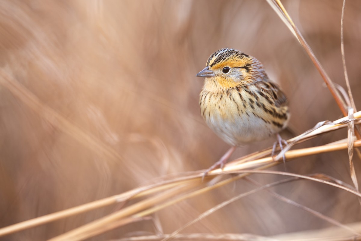 LeConte's Sparrow - ML612510703