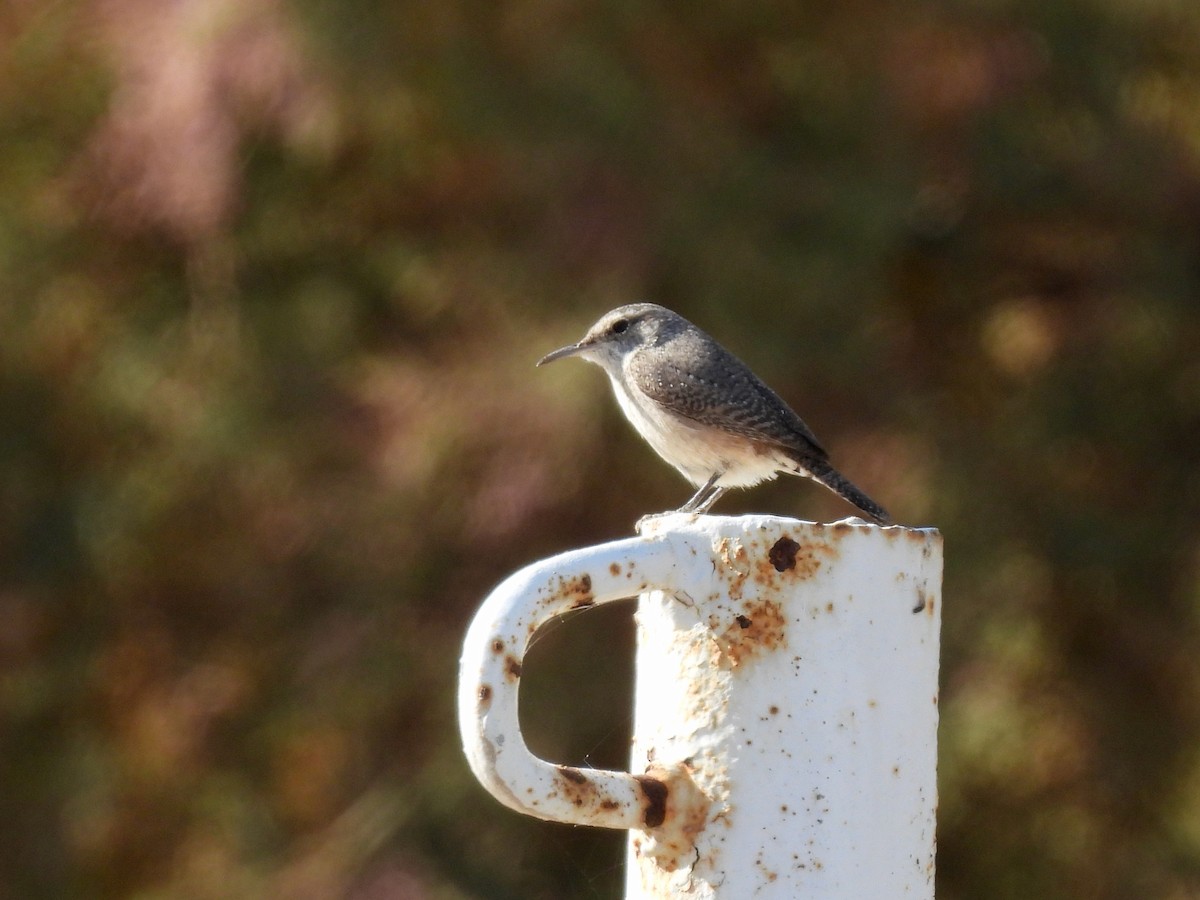 Rock Wren - ML612510706