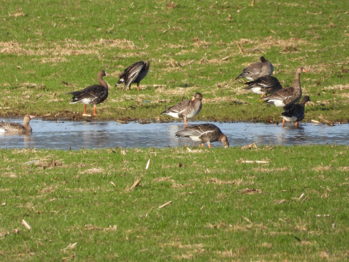 Greater White-fronted Goose - ML612510710