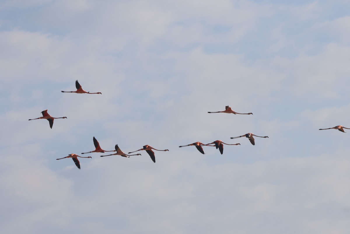 American Flamingo - ML612510727