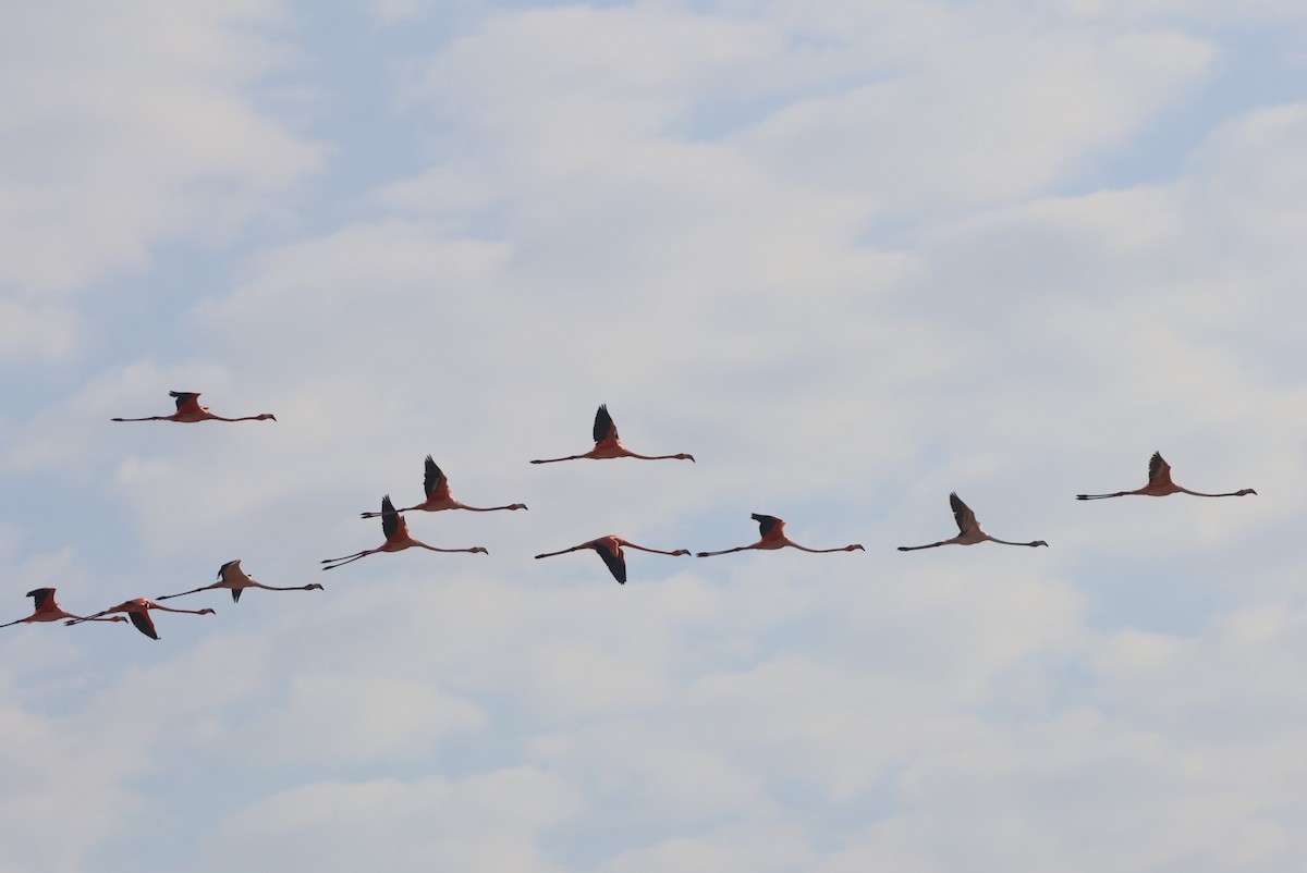 American Flamingo - ML612510728