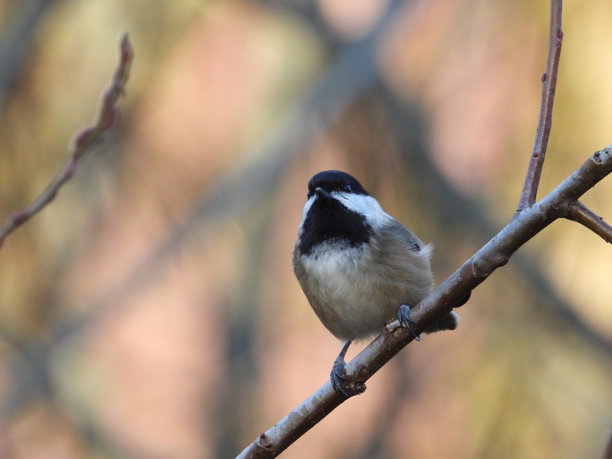 Black-capped Chickadee - ML612510766