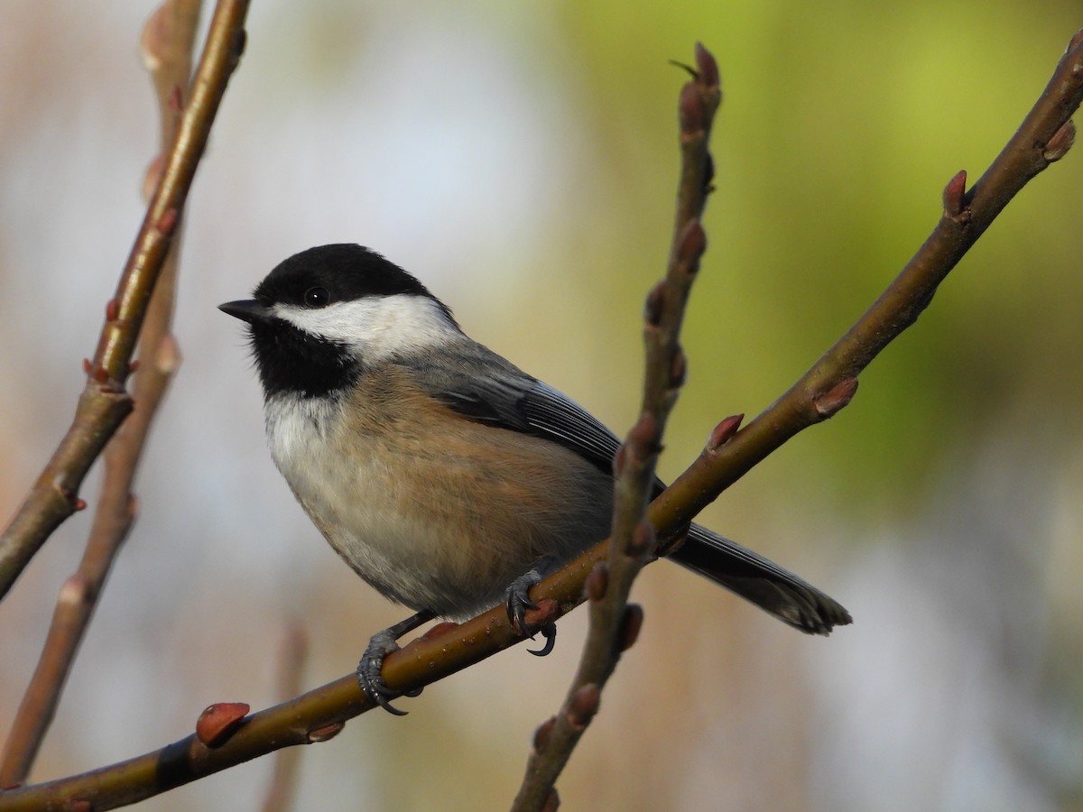 Black-capped Chickadee - ML612510767