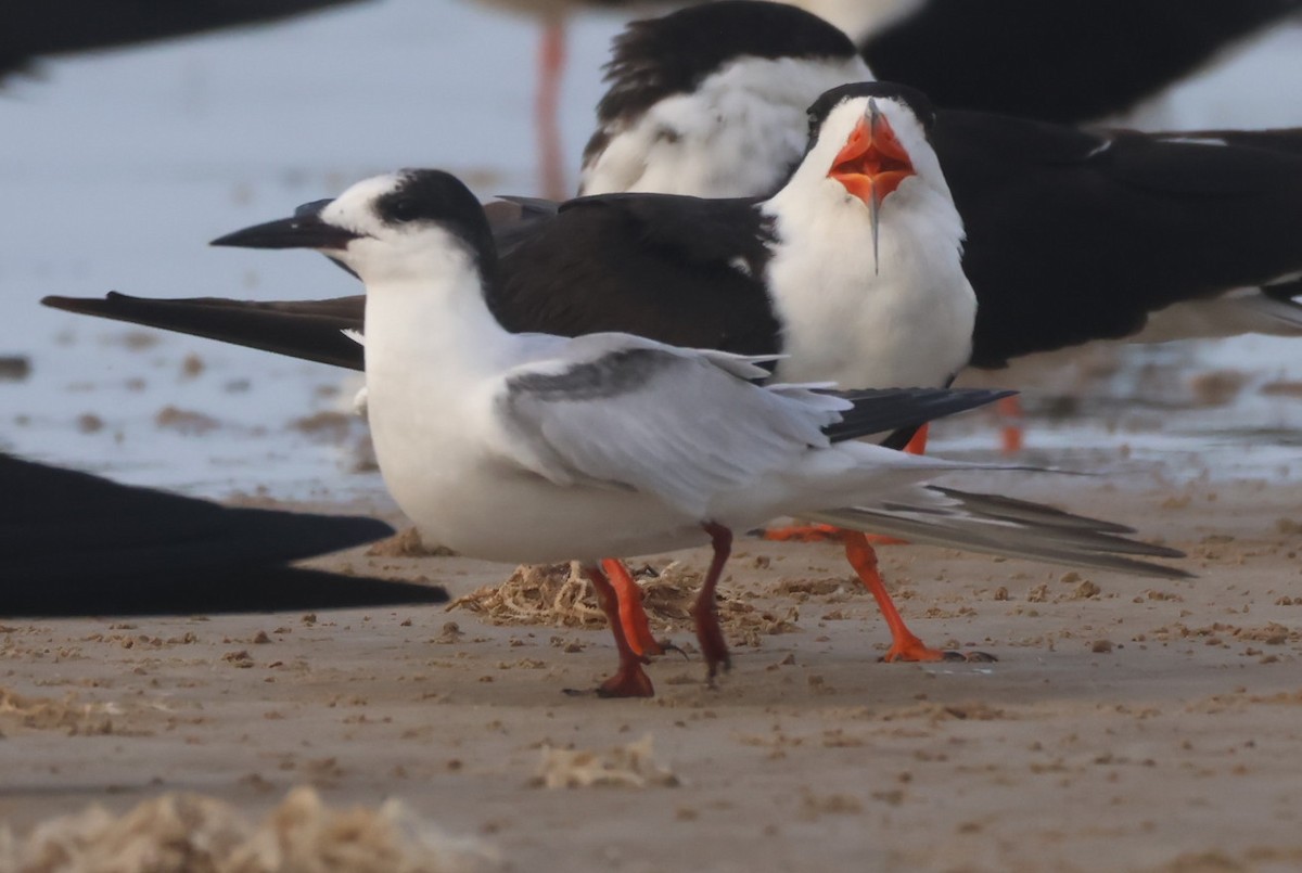 Common Tern - Jorge Alcalá