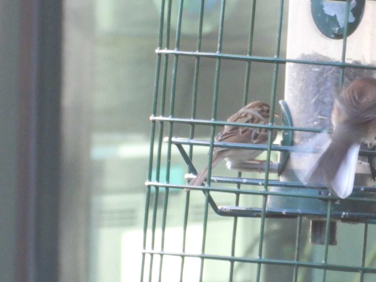 Clay-colored Sparrow - ML612510842