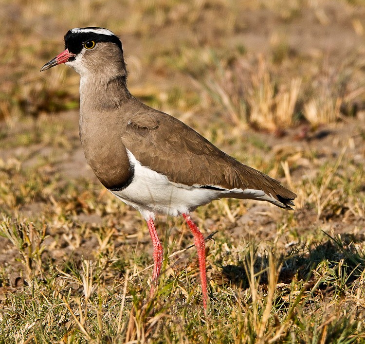 Crowned Lapwing - ML612510876