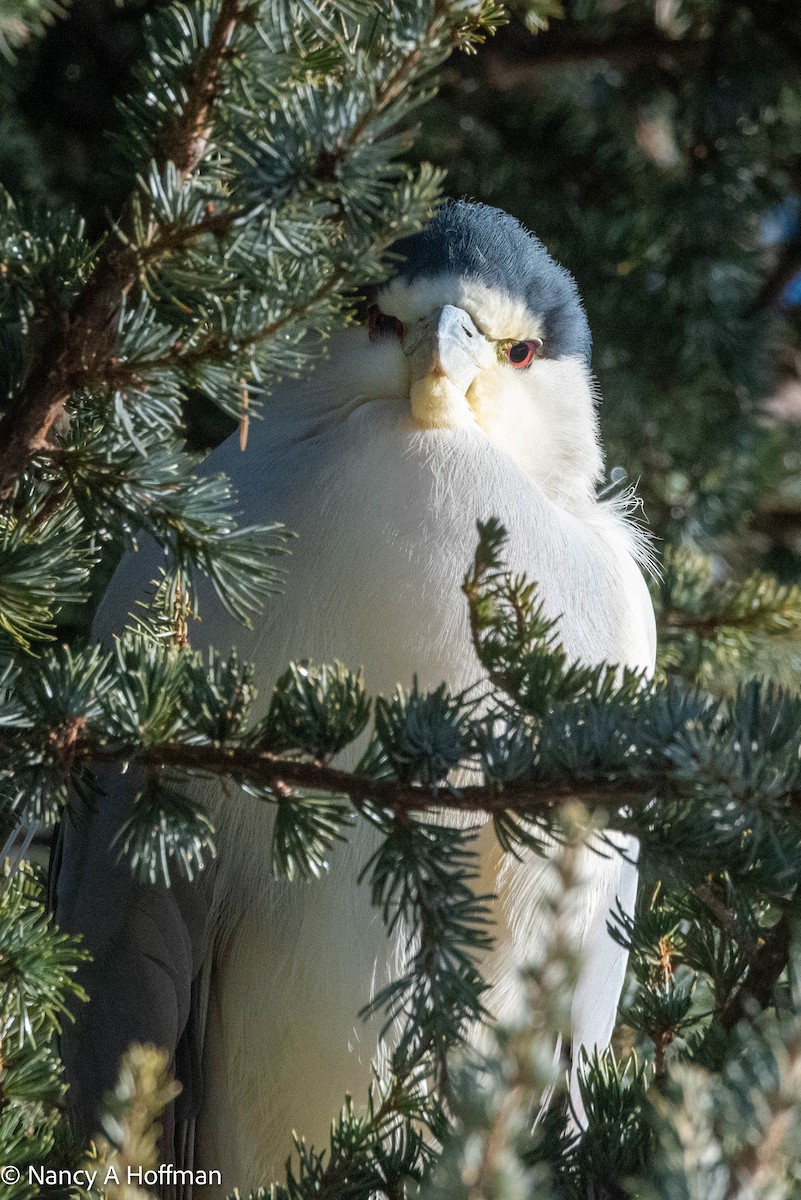 Black-crowned Night Heron - ML612510883