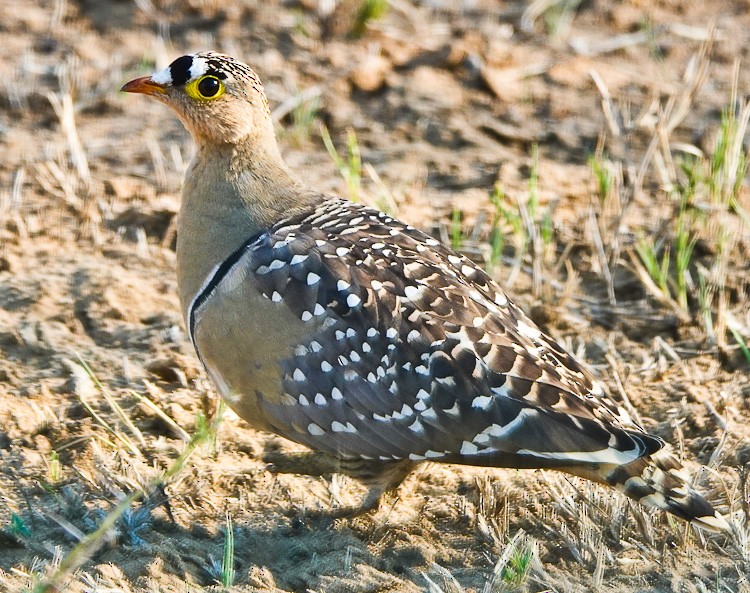 Double-banded Sandgrouse - ML612510900