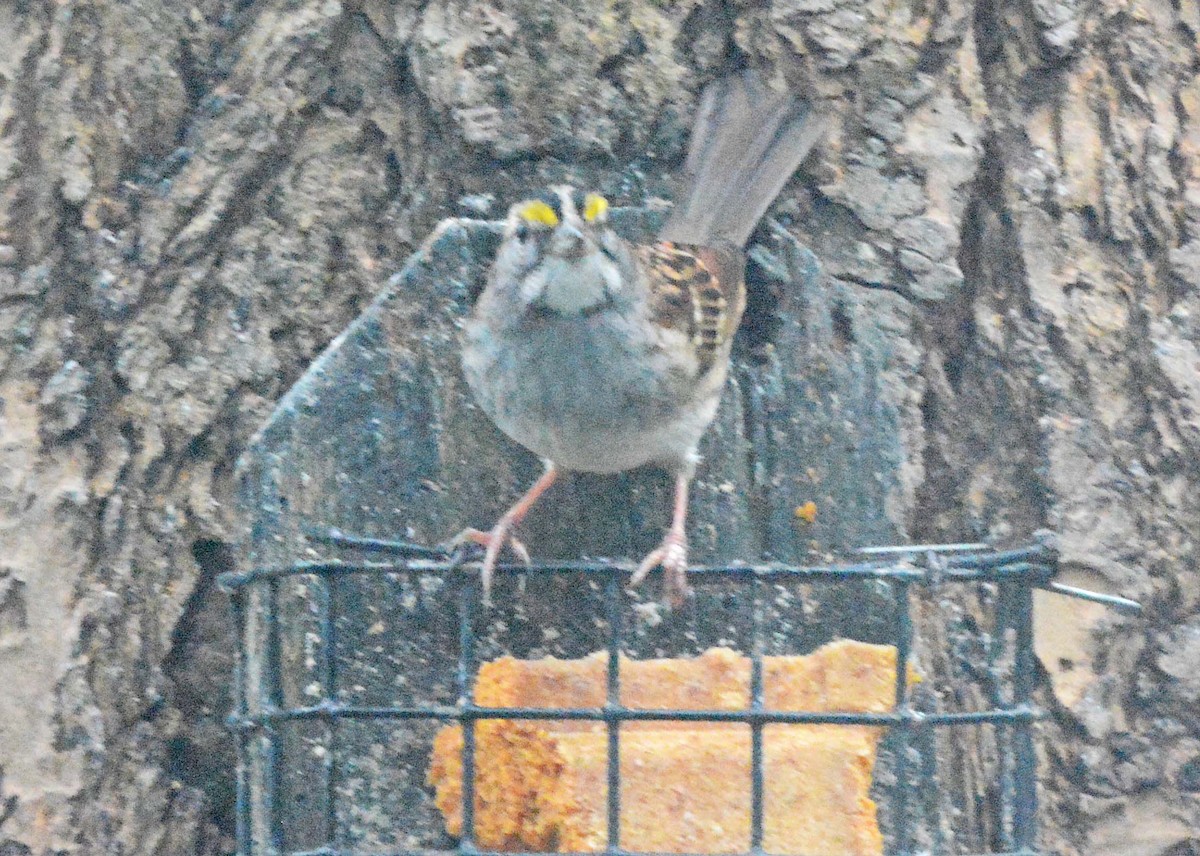 White-throated Sparrow - Philip Frazer
