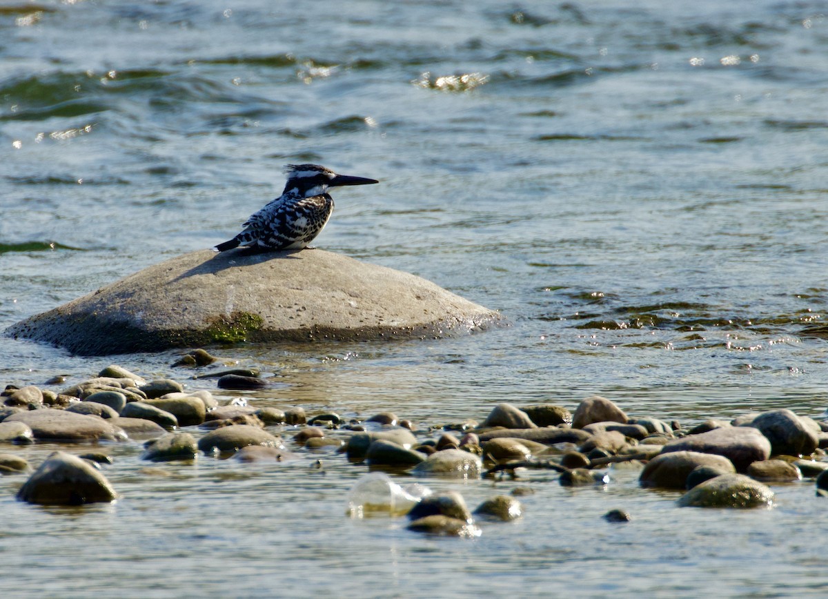 Pied Kingfisher - ML612510935