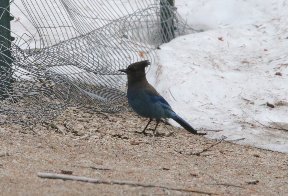 Steller's Jay - ML612510957