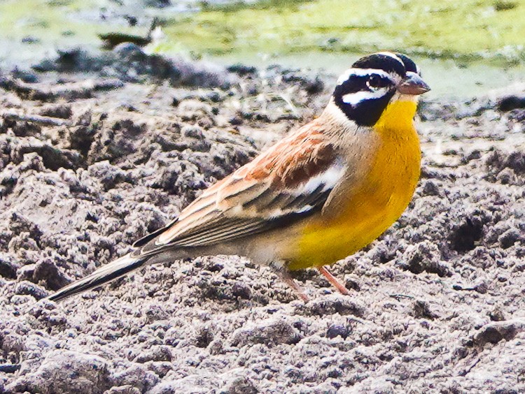 Golden-breasted Bunting - ML612510959