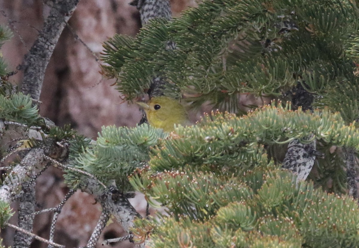 Western Tanager - ML612510960