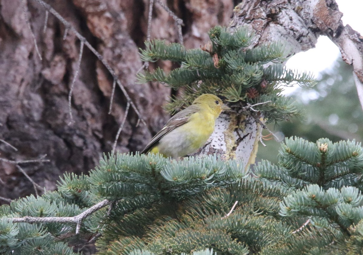 Western Tanager - ML612510962