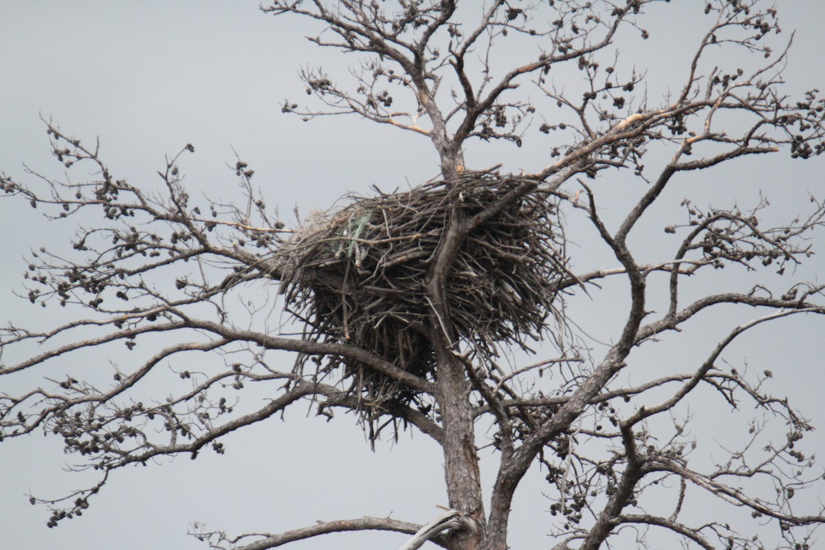 Bald Eagle - Charles Vickers