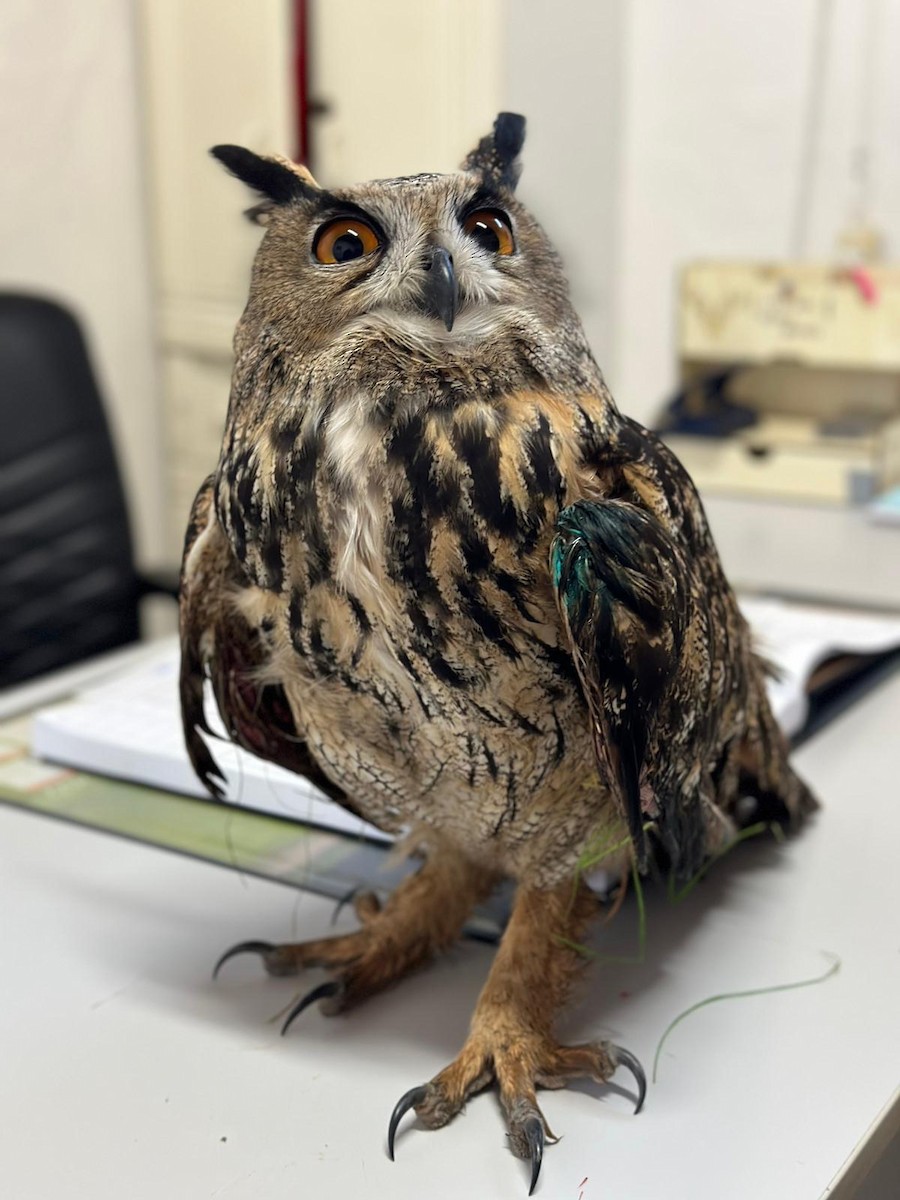 Eurasian Eagle-Owl - Alper Tüydeş