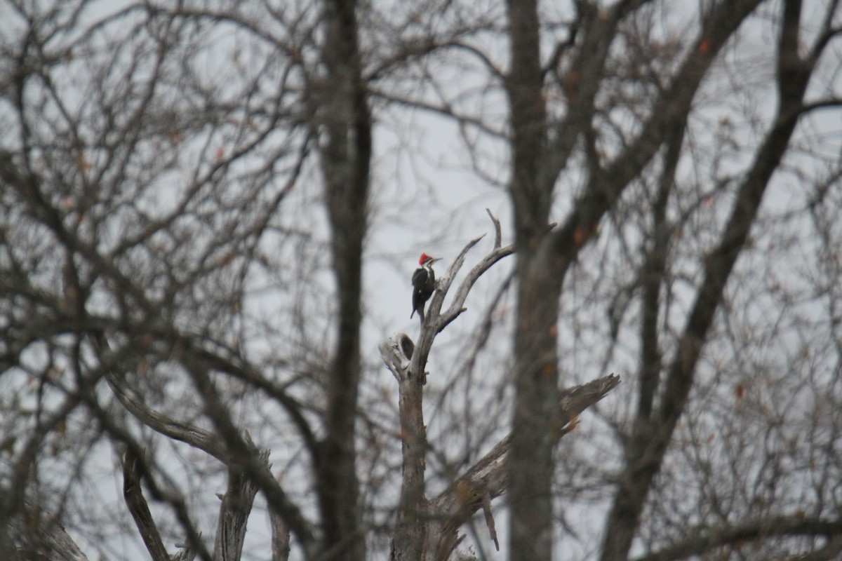 Pileated Woodpecker - Charles Vickers