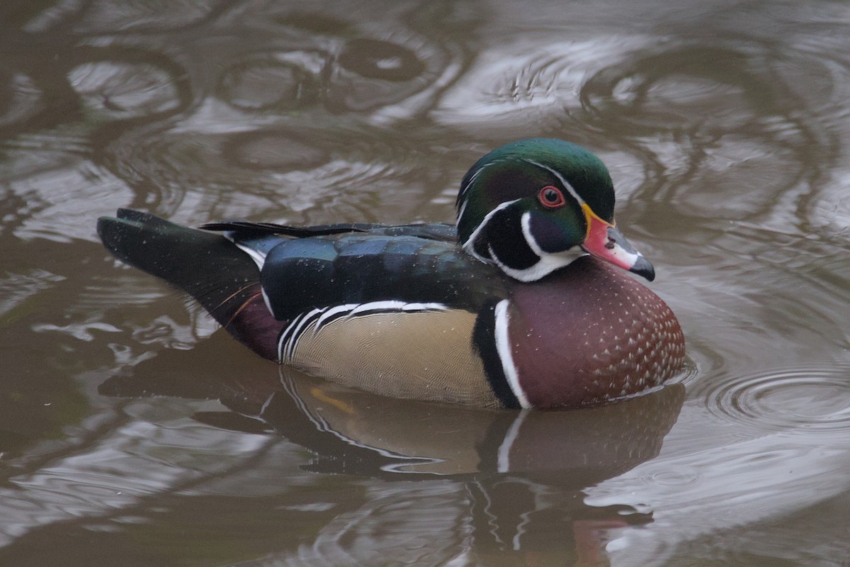 Wood Duck - ML612511032