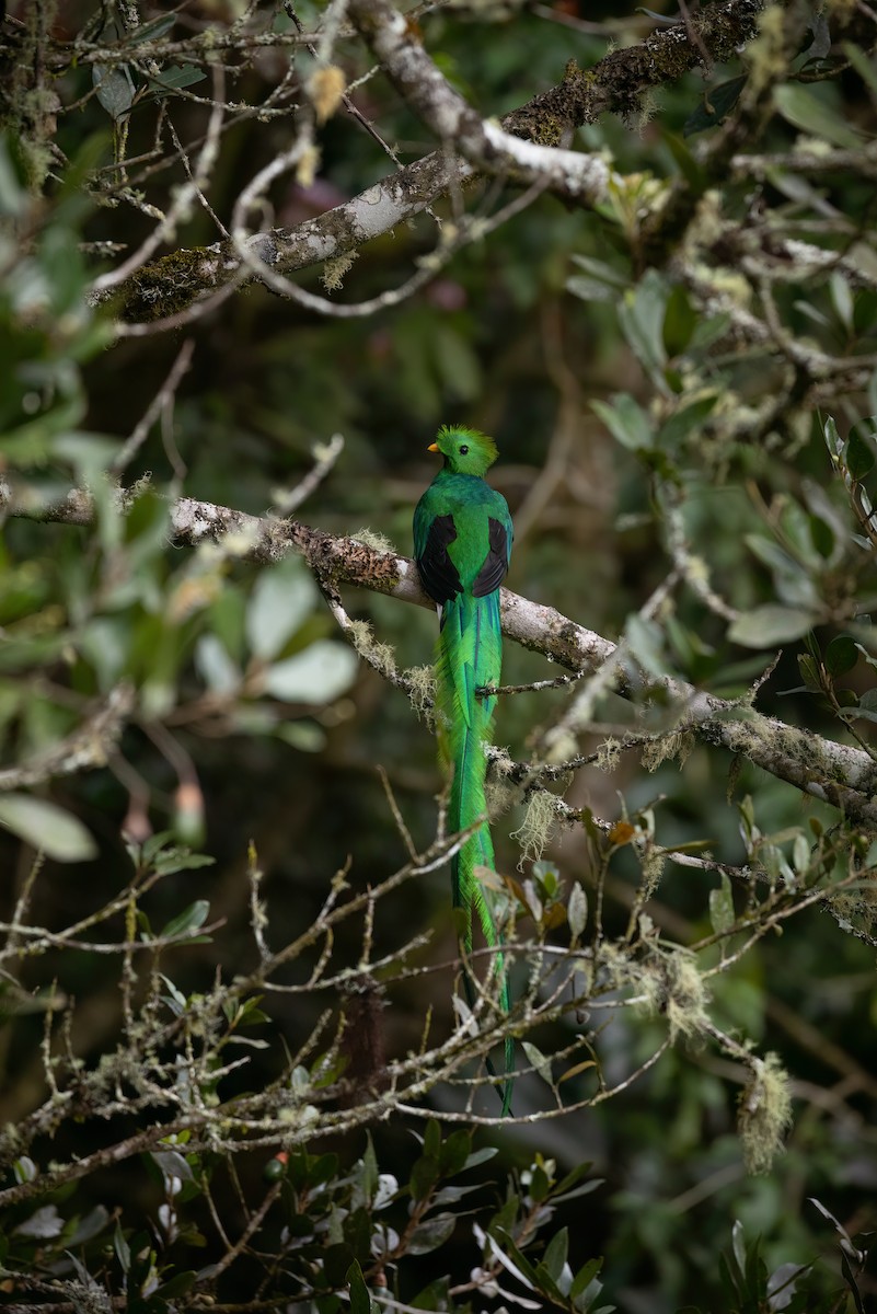 Quetzal Guatemalteco - ML612511115