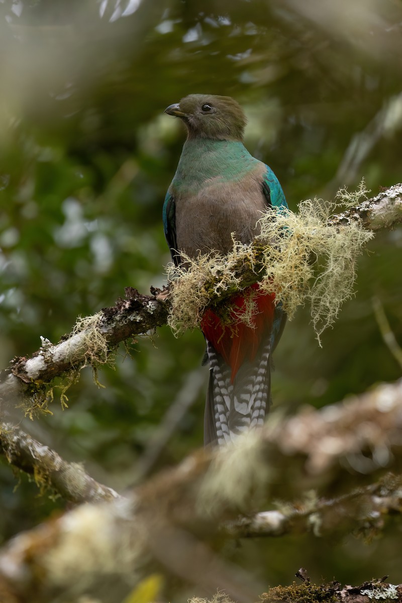 Quetzal Guatemalteco - ML612511116