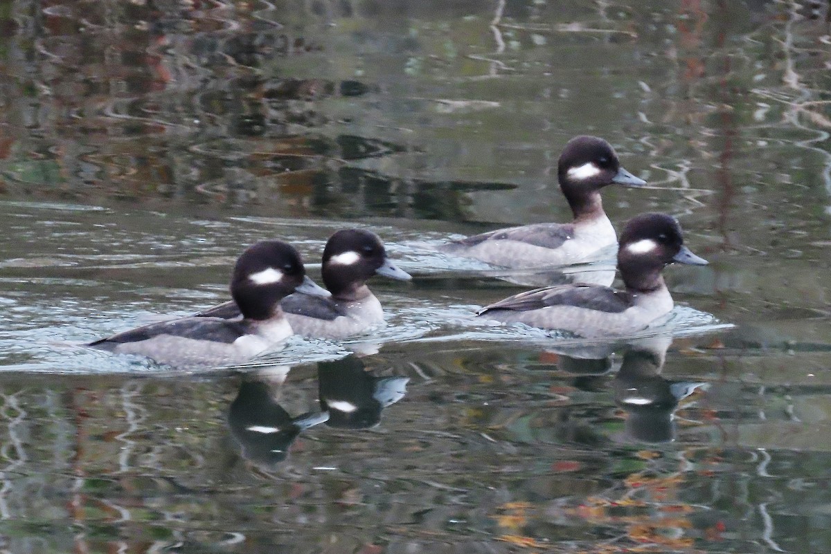 Bufflehead - ML612511235