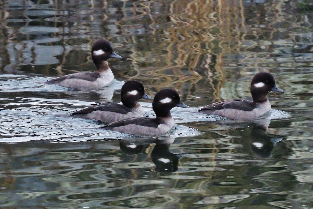 Bufflehead - ML612511236