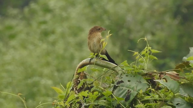 Lesser Coucal - ML612511251