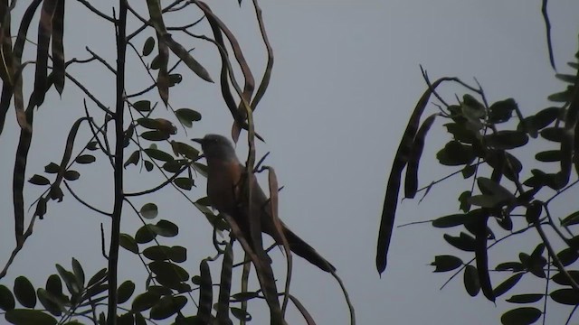 Plaintive Cuckoo - ML612511264