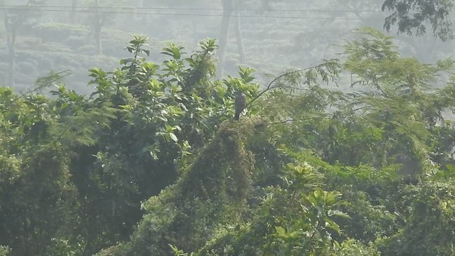 Oriental Honey-buzzard - ML612511298