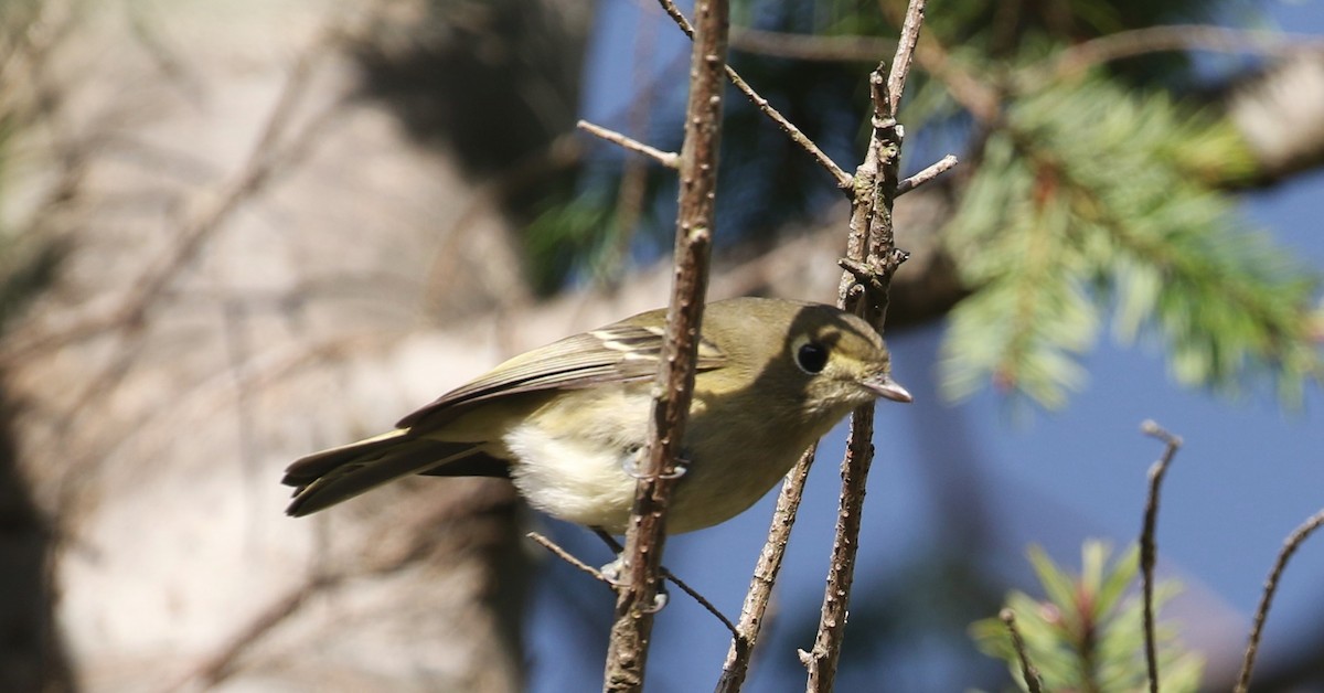 Hutton's Vireo - John F. Gatchet