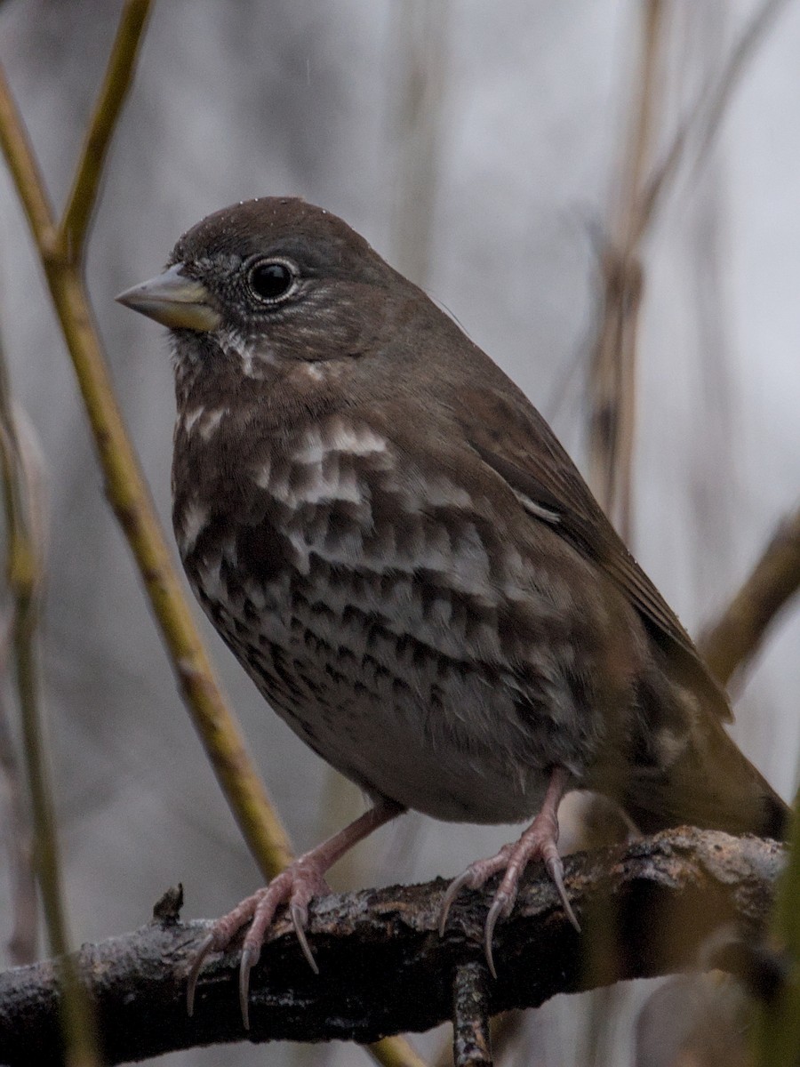 Fox Sparrow - ML612511344