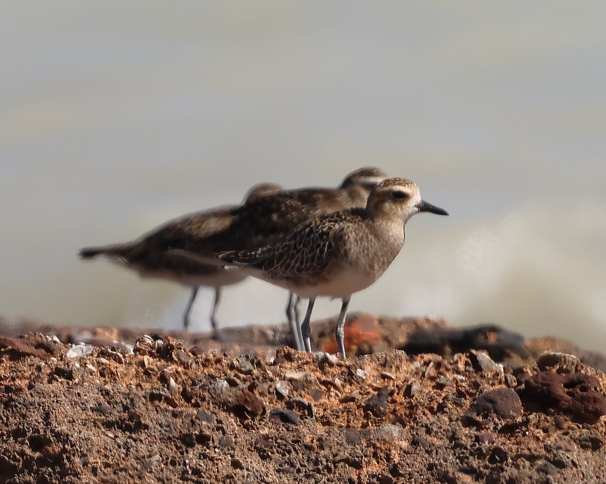 Pacific Golden-Plover - David Secomb