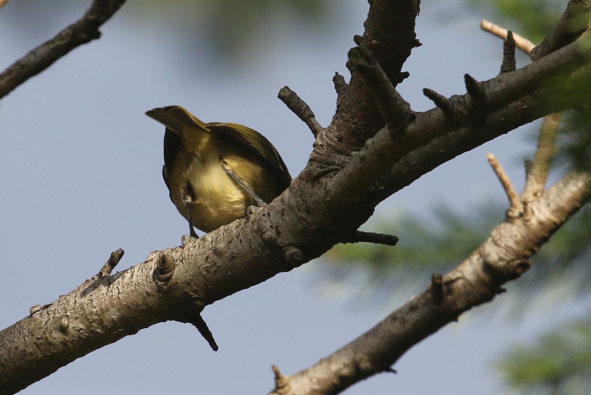 Hutton's Vireo - John F. Gatchet