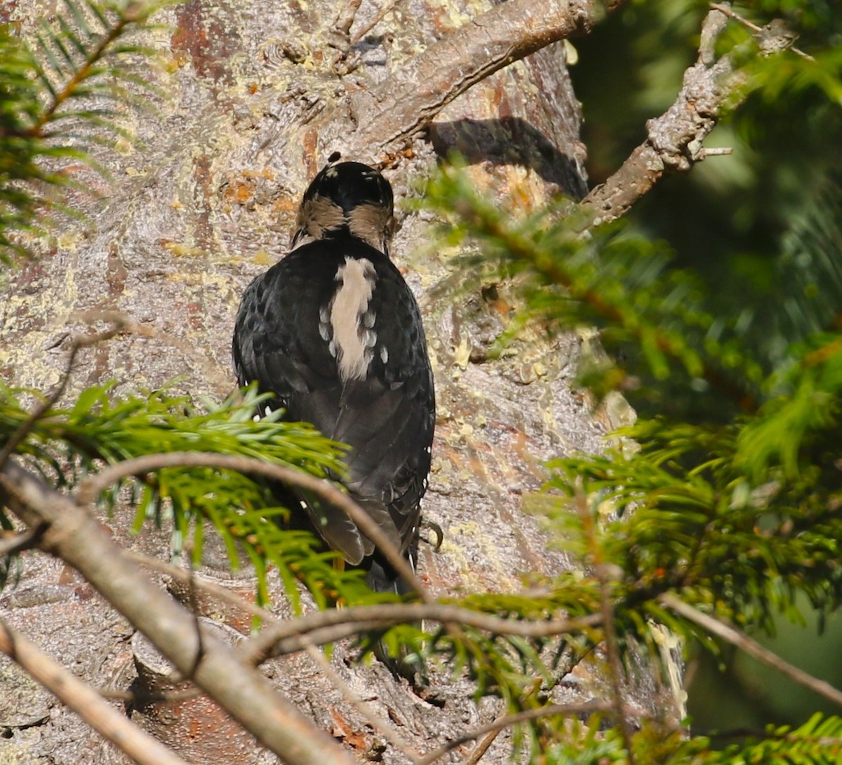 Hairy Woodpecker - ML612511392