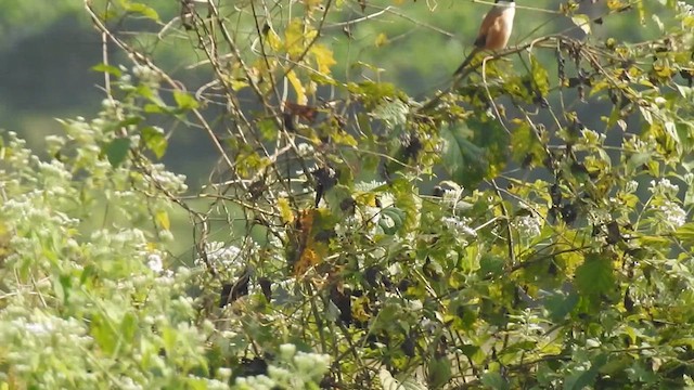 Long-tailed Shrike (tricolor/longicaudatus) - ML612511406