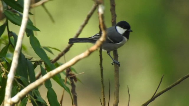 Asian Tit (Cinereous) - ML612511408