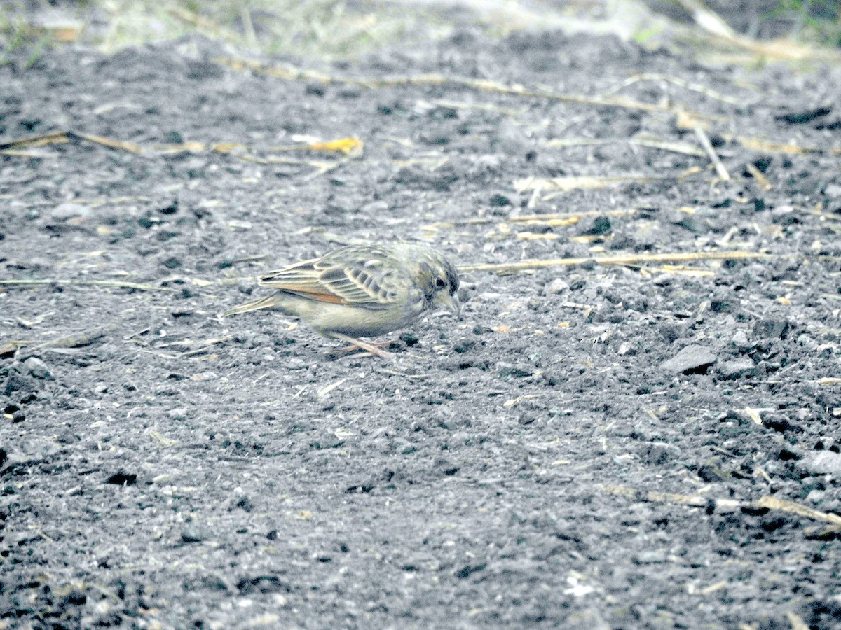 Bengal Bushlark - ML612511420