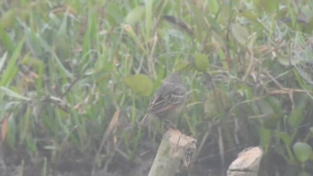 Bengal Bushlark - ML612511421